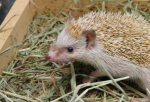Erizo pigmeo africano