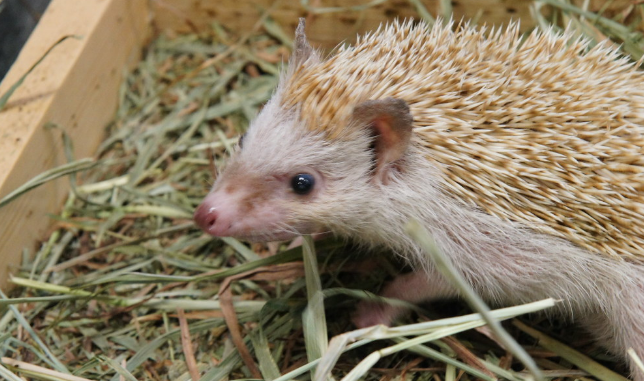 Erizo pigmeo africano