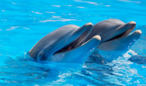 Los 5 animales más inteligentes