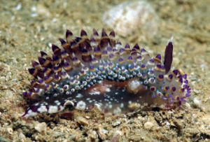 La babosa Janolus Flavoanulatus