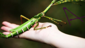Insectos palo Goliat