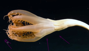 La pluma marina Solumbellula Monocephalus