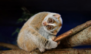 Animales con impresionantes mecanismos de defensa