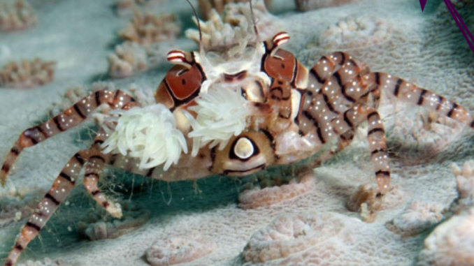 cangrejo del género Lybia