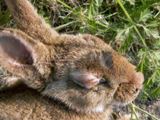 Los conejos duermen con los ojos abiertos