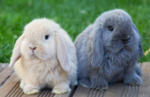 Lo que necesitas saber sobre el cuidado de los conejos