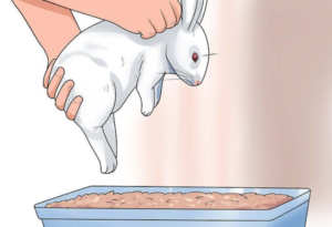 Cuidado de un conejo como mascota