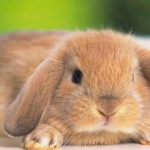 S&iacute;ntomas que un conejo va a morir
