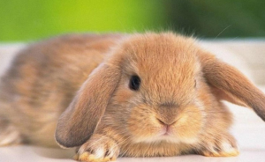 Síntomas que un conejo va a morir