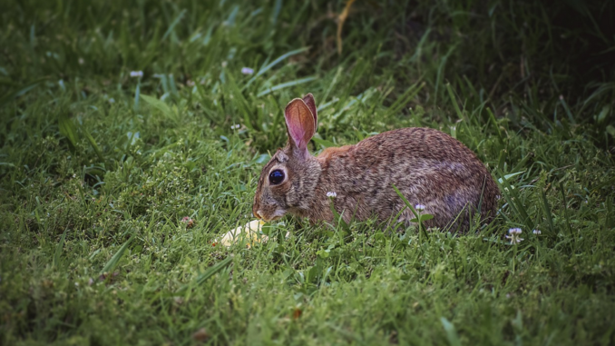 Los conejos pueden morir de soledad