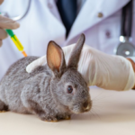 antiinflamatorio para conejos