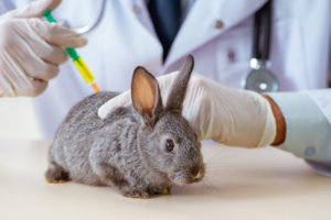 antiinflamatorio para conejos