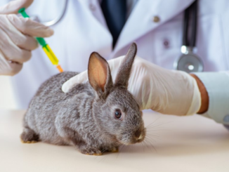 antiinflamatorio para conejos