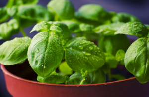 Los conejos pueden comer albahaca