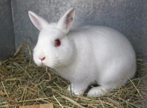 El conejo albino