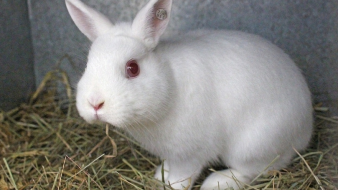 El conejo albino