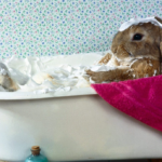 Como bañar a un conejo