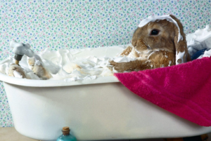 Como bañar a un conejo