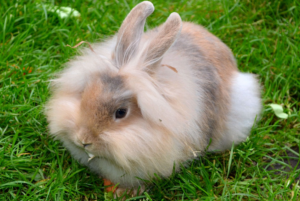 Razas de conejos angora