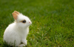 adopcion conejo enano