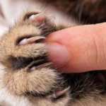 Cómo cortar las uñas a un conejo