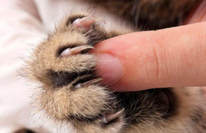Cómo cortar las uñas a un conejo