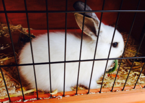 Porque mi conejo escarba en la jaula