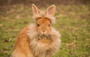 Ventajas y desventajas de tener un conejo como mascota