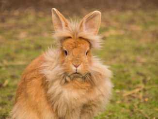 Ventajas y desventajas de tener un conejo como mascota
