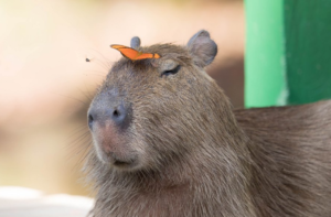 Capibara mascota