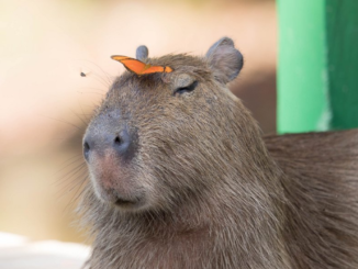 Capibara mascota