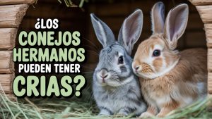 Los conejos hermanos pueden tener crias