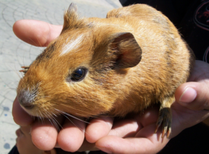 Cobayas o hamster