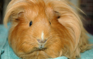 Cobayas angora