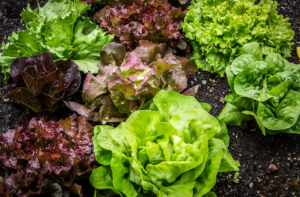 Los conejos pueden comer lechuga