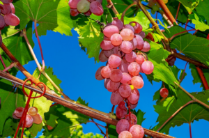¿Los conejos pueden comer uvas?