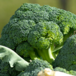 Los conejos pueden comer br&oacute;coli?