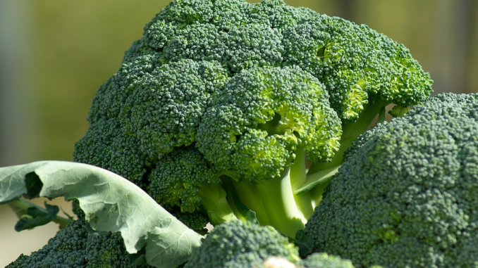 Los conejos pueden comer brócoli?