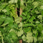 Los conejos pueden comer cilantro