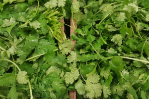 Los conejos pueden comer cilantro