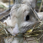 Alimentación saludable para conejos enanos