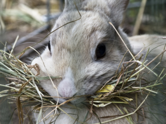 Alimentación saludable para conejos enanos