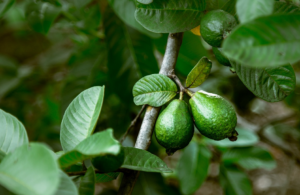 Los conejos pueden comer guayaba