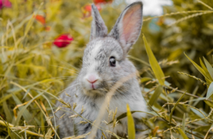 Razas de Conejos de Mascotas