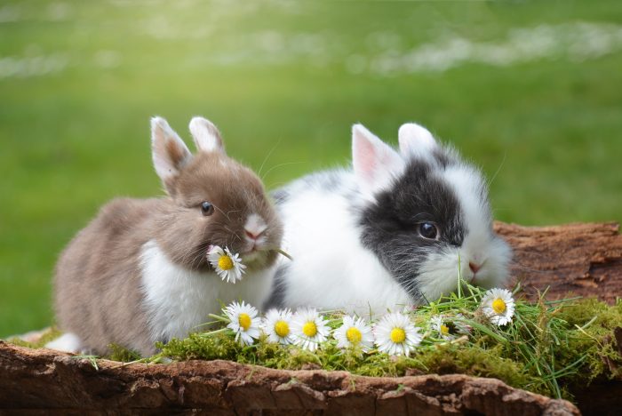 ¿Cuáles son las plantas tóxicas para conejos?