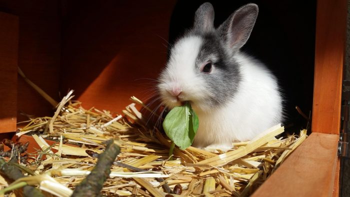 ¿Cuáles son las plantas tóxicas para conejos?