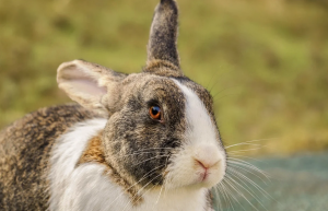 Los Cuidados Necesarios para Tener un Conejo como Mascota