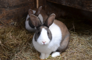 Consejos Prácticos para lograr una Salud Duradera en tu Conejo Mascota