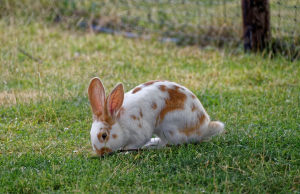 La alimentación de los conejos