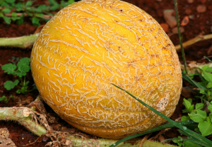 Los conejos pueden comer melon